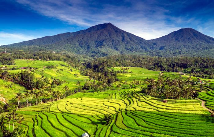 Kami menyediakan layanan penjemputan, pengantaran, transfer yang handal dari Bandara Internasional Ngurah Rai Denpasar ke Jatiluwih, semua tujuan di Bali dan kota-kota tertentu di Jawa, antar-jemput hotel, penyewaan mobil atau minibus dengan pengemudi profesional, menawarkan berbagai kendaraan ber-AC yang nyaman untuk memenuhi kebutuhan Anda seperti mobil Toyota Avanza 5-seater, mobil Toyota Innova 6-seater, minibus Toyota Hiace 14-seater