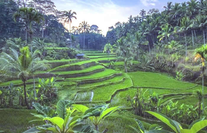 Airport Transfer Bali ke Tegalalang, Antar Jemput Bandara Ngurah Rai Denpasar, Carter dan Sewa Mobil dengan sopir